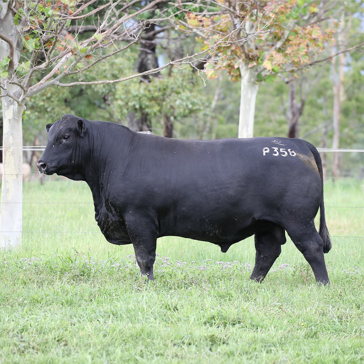 Bull with impressive physical traits