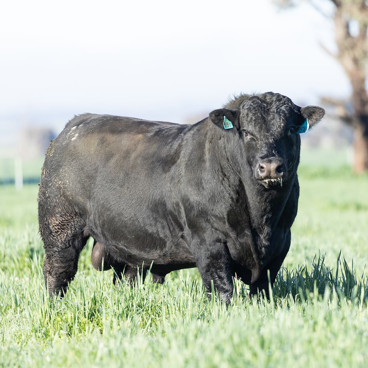 Side profile of bull showcasing structural traits and Frisbee stats