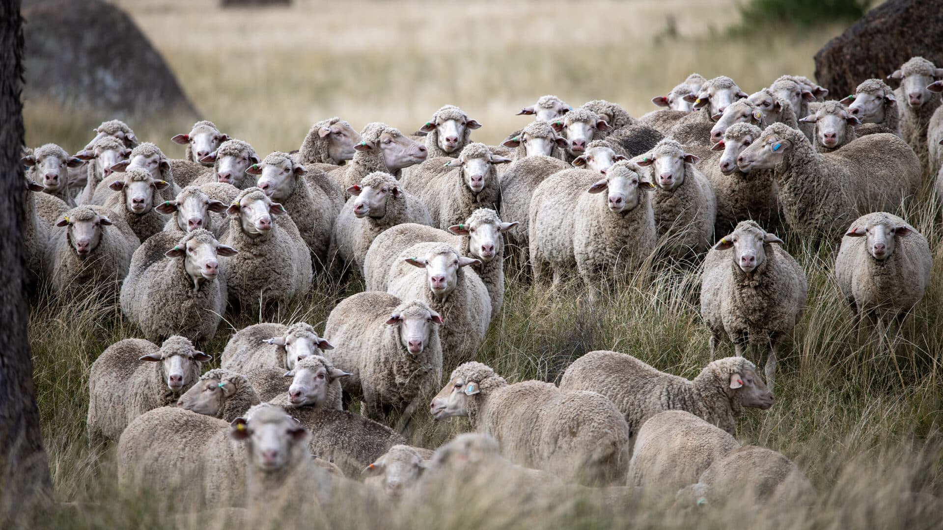 Mumblebone sheep in their natural environment showing details of their ebvs and Prodginee
