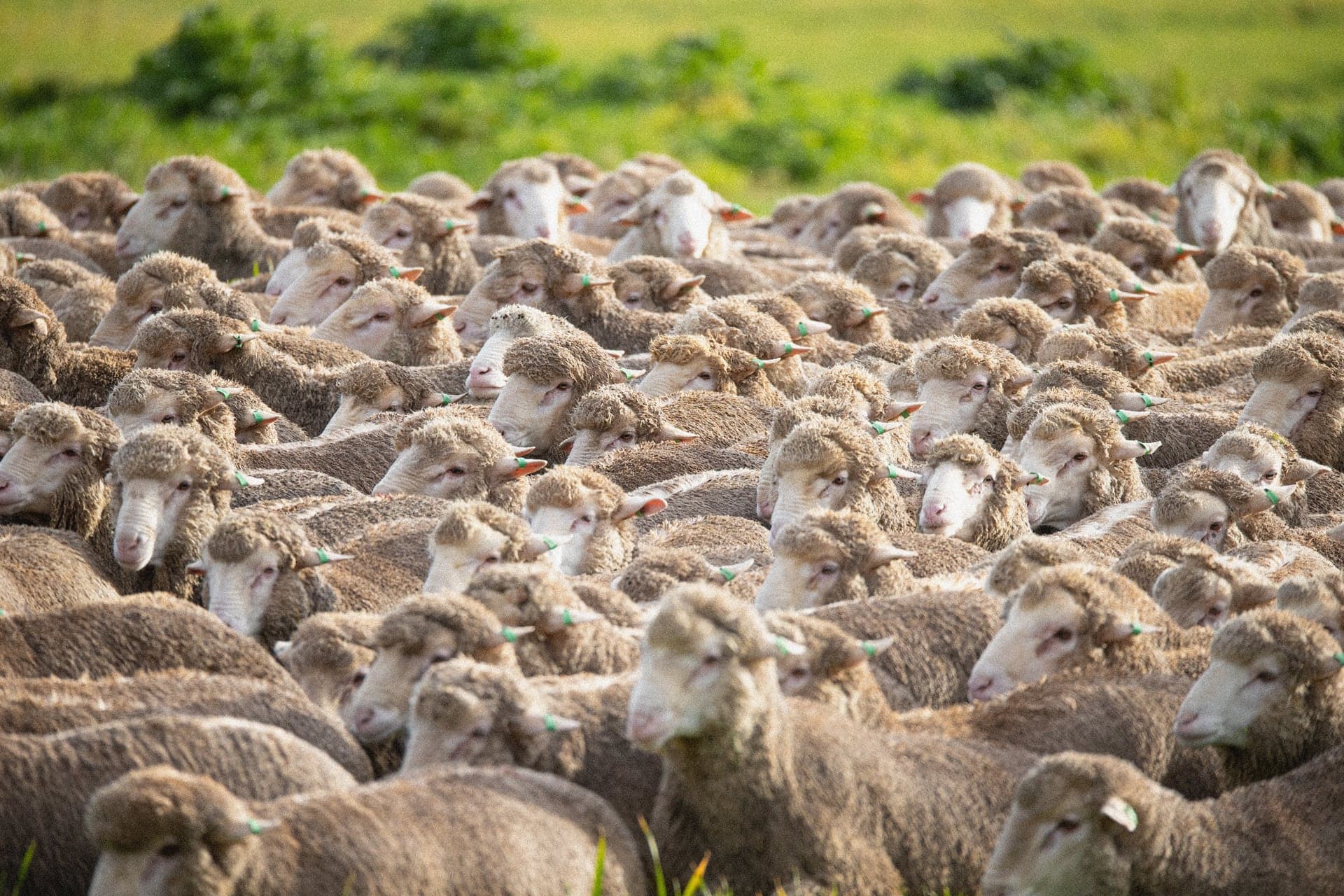 Cattle grazing in lush pasture demonstrating breeding results