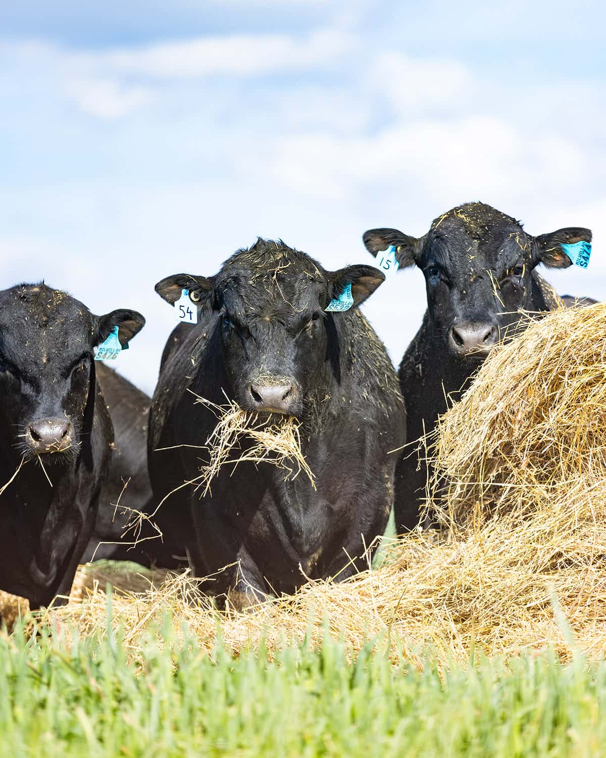 Your Reliable Data Hub